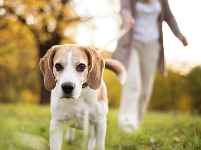 7 Dog Walking Dangers to Watch Out For