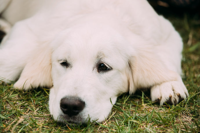 Dog Anxiety: How to Recognise & Fix the Issue