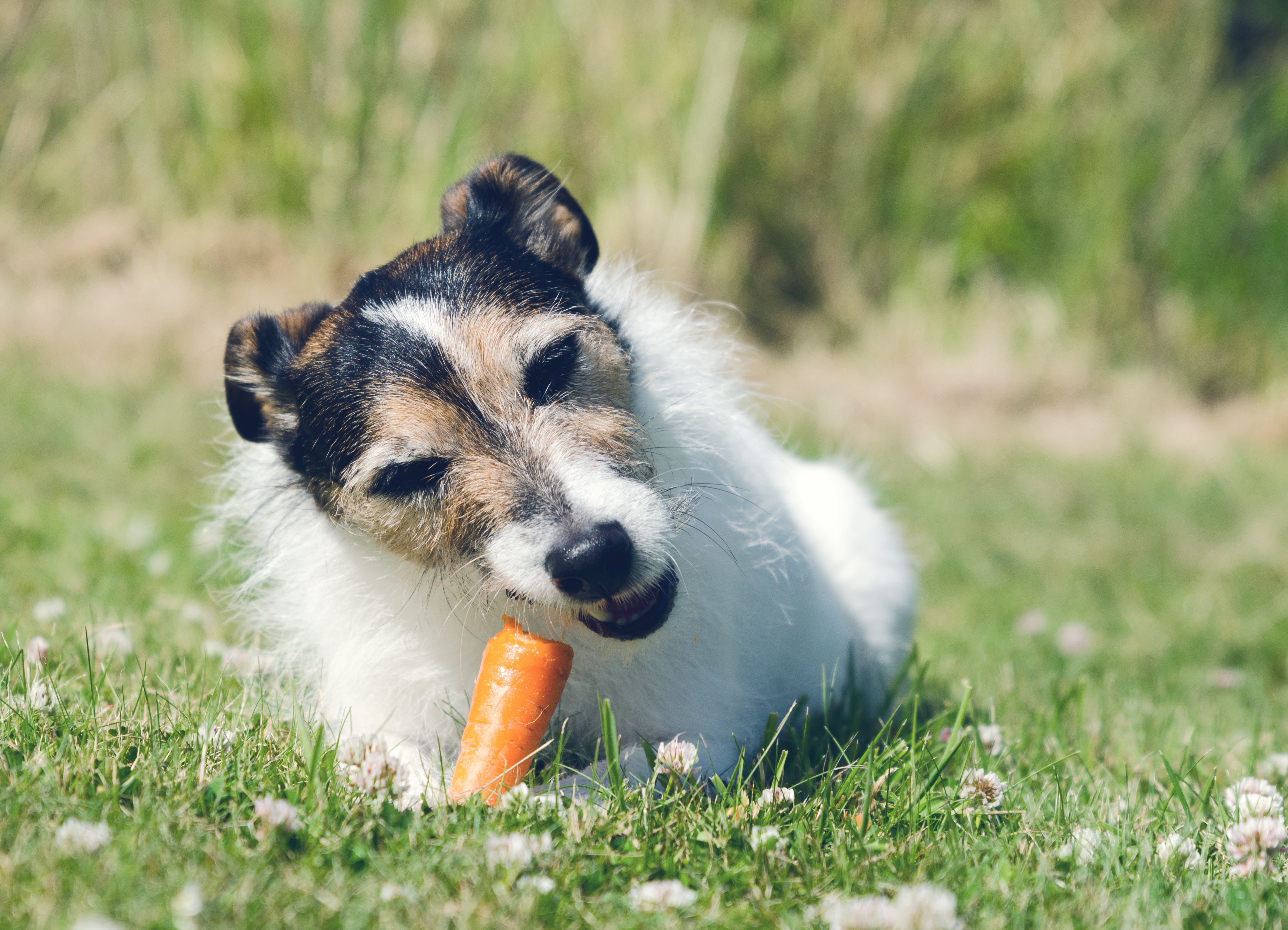 Can dogs eat clearance raw carrots and apples