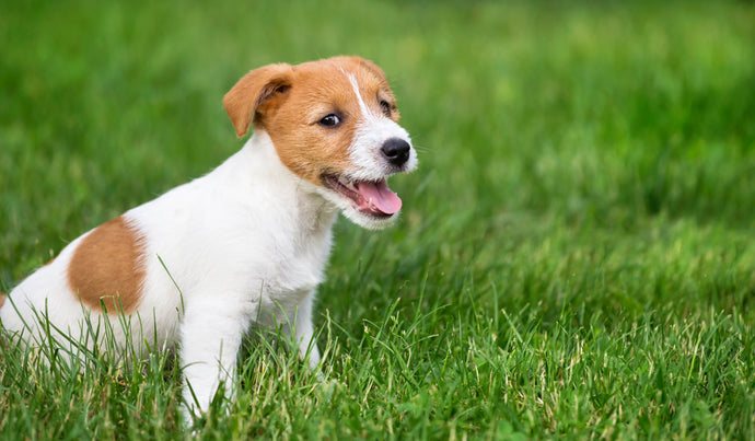 No More Plastic? What to Do With Your Pet's Poop